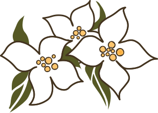 Syringa Flower