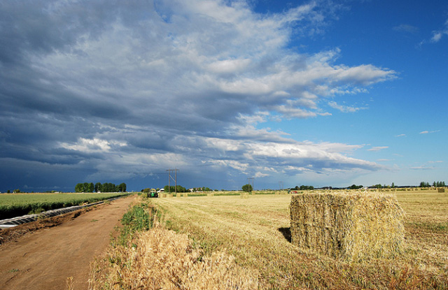 field with hay bale
