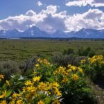 Wyoming Flowers