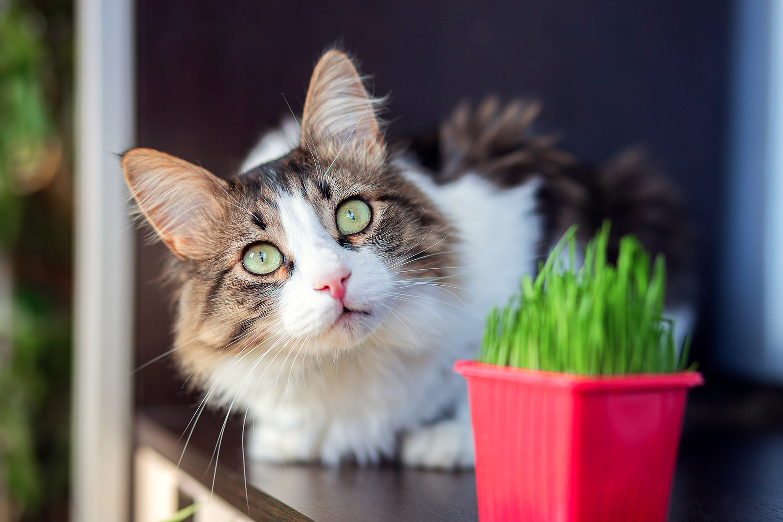 A beautiful fluffy cat lies in the apartment next to the cat grass. Special herb for domestic cats.