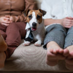 A cute dog Jack Russell Terrier is wearing a tie and sitting with two women on the couch.